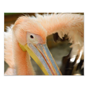 Foto van Pelican bekijken Foto Afdruk