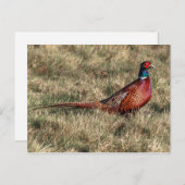 Foto van Pheasant Briefkaart (Voorkant / Achterkant)