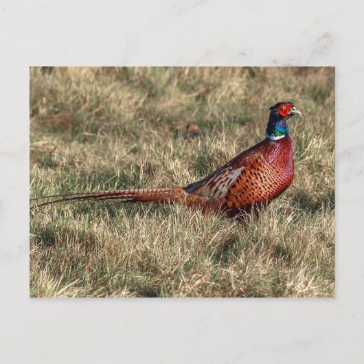 Foto van Pheasant Briefkaart (Voorkant)