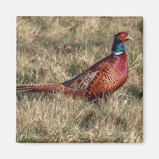 Foto van Pheasant Magneet (Voorkant)