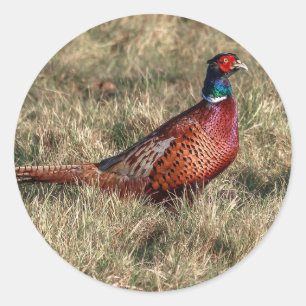 Foto van Pheasant Ronde Sticker