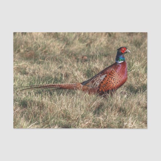 Foto van Pheasant Tissuepapier (Voorkant)