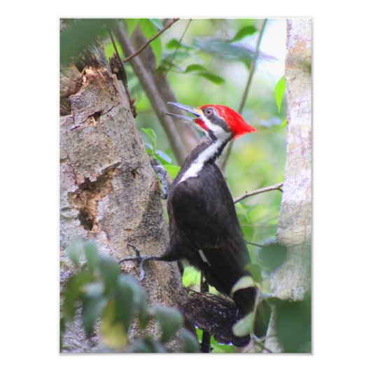 Foto van pileated Woodpecker Foto Afdruk (Voorkant)