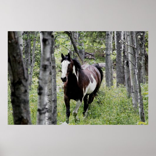 Foto van Pinto Paint & Forest Horse Poster (Voorkant)