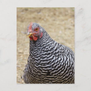 Foto van Plymouth Barred Rock Hen Briefkaart
