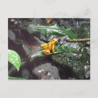 Foto van Poison Dart Frog Briefkaart