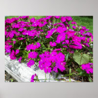Foto van Purple Flowers in Fayette, MO