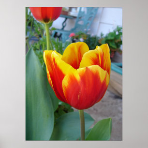 Foto van Red en Yelow Tulip Floral Flowers Poster