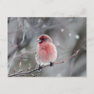  foto van Red Finch Briefkaart