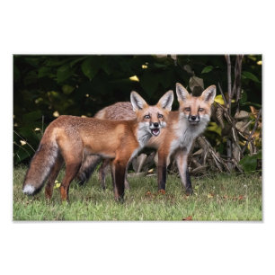 Foto van Red Fox Pair Afdruk