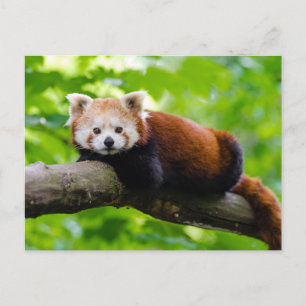 Foto van Red Panda Beer  Briefkaart
