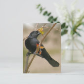 Foto van Red Winged Blackbird Briefkaart (Staand voorkant)