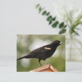 Foto van Red Winged Blackbird Briefkaart (Staand voorkant)