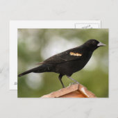 Foto van Red Winged Blackbird Briefkaart (Voorkant / Achterkant)