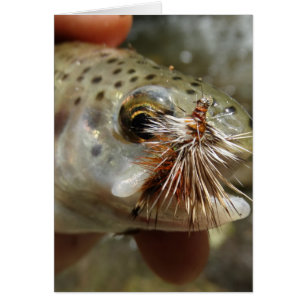 Foto van regenboogforel