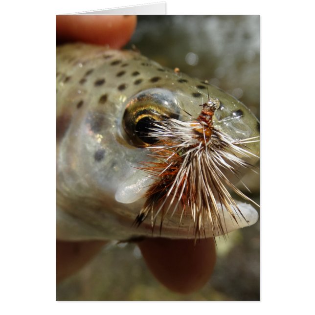 Foto van regenboogforel (Voorkant)