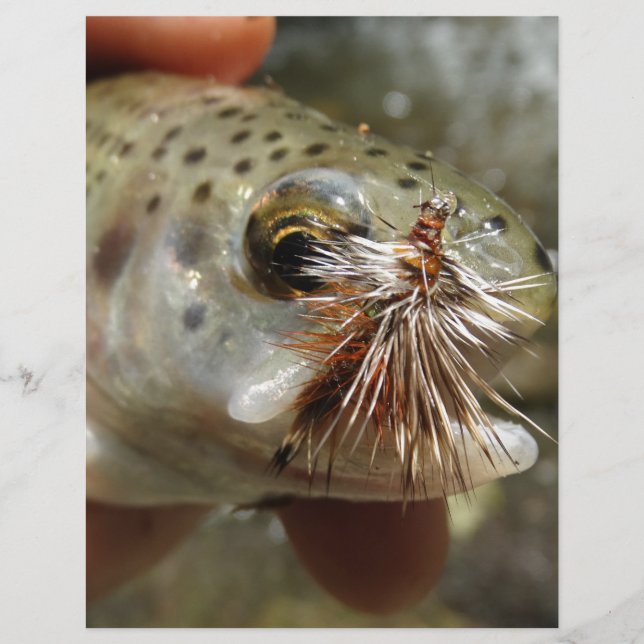 Foto van regenboogforel (Voorkant)