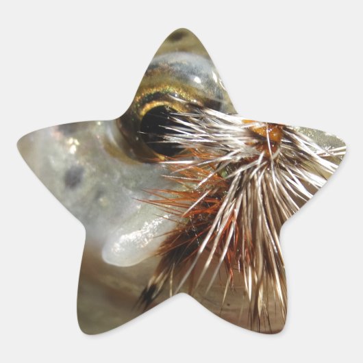 Foto van regenboogforel ster sticker (Voorkant)