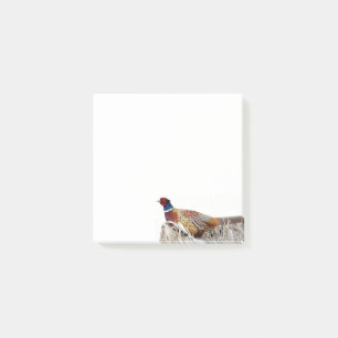 Foto van ringhalsfazant 3x3 aantekeningen post-it® notes