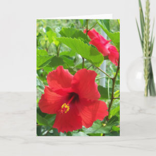 Foto van rode tropische hibiscusbloemen op a kaart