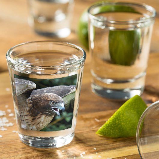 Foto van Roodstaartbuizerd Roofvogel Shot Glas