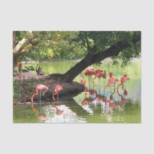 Foto van roze flamingo Flock Wildlife Tissuepapier
