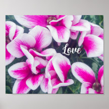 Foto van roze Floral Cyclamen