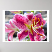 Foto van Roze Lily Flower Poster (Voorkant)