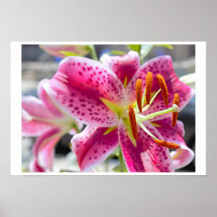 Foto van Roze Lily Flower Poster