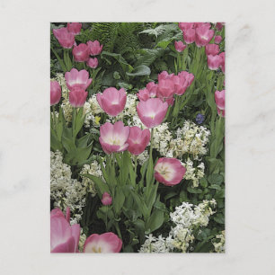 Foto van Roze Tulip Briefkaart