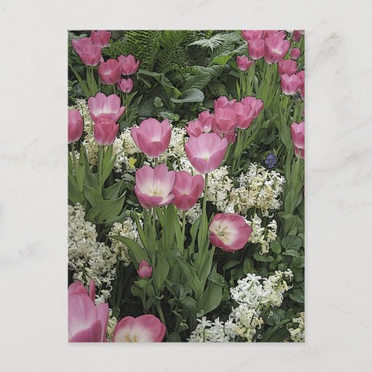 Foto van Roze Tulip Briefkaart (Voorkant)
