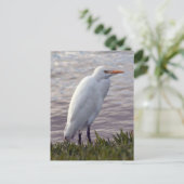 Foto van Rundtle Egret Briefkaart (Staand voorkant)