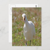 Foto van Rundtle Egret Briefkaart (Voorkant / Achterkant)