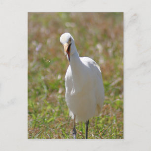Foto van Rundtle Egret Briefkaart