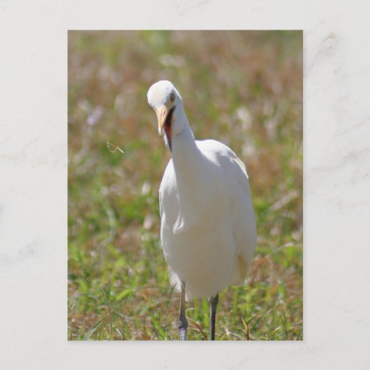 Foto van Rundtle Egret Briefkaart (Voorkant)