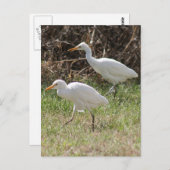 Foto van Rundtle Egrets Briefkaart (Voorkant / Achterkant)