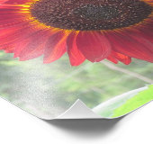 Foto van Rusty Sunflower Afdruk (Hoek)