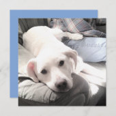 Foto van schattige vermoeide witte hond met beste  feestdagenkaart (Voorkant / Achterkant)