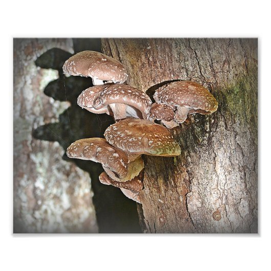 Foto van Shiitake Mushroom Afdruk (Voorkant)