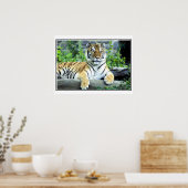 Foto van Siberian tijger Poster (Keuken)