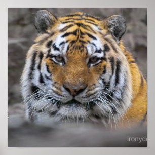Foto van Siberische Tijger Poster