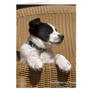 Foto van slapende Border Collie Heeler Mix-hond