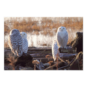 Foto van Snowy Owls Afdruk