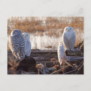 Foto van Snowy Owls Briefkaart
