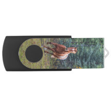 Foto van Sorrel Horse Equine