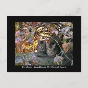  foto van Spaanse katten en druiven Briefkaart