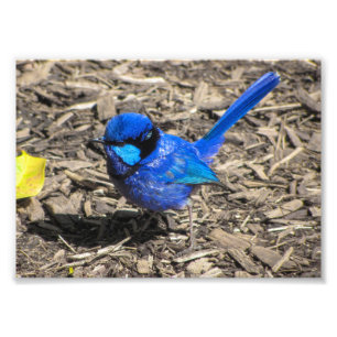 Foto van Splendid Fairy Wren Afdruk