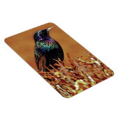 Foto van Starling Bird Magneet (Rechterzijde)