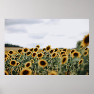 FOTO VAN SUNFLOSEUP POSTER