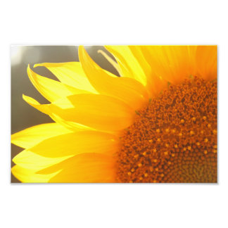 Foto van Sunflower Closeup Afdruk